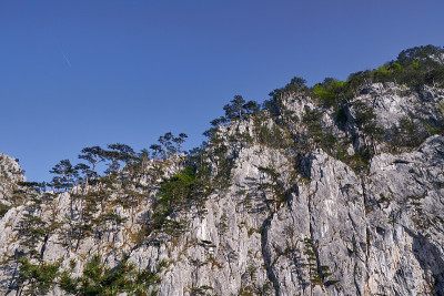 山上的黑松林
