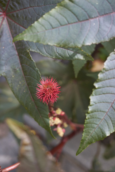 Ricinus communis