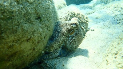 普通章鱼(octopus vulgaris)狩猎