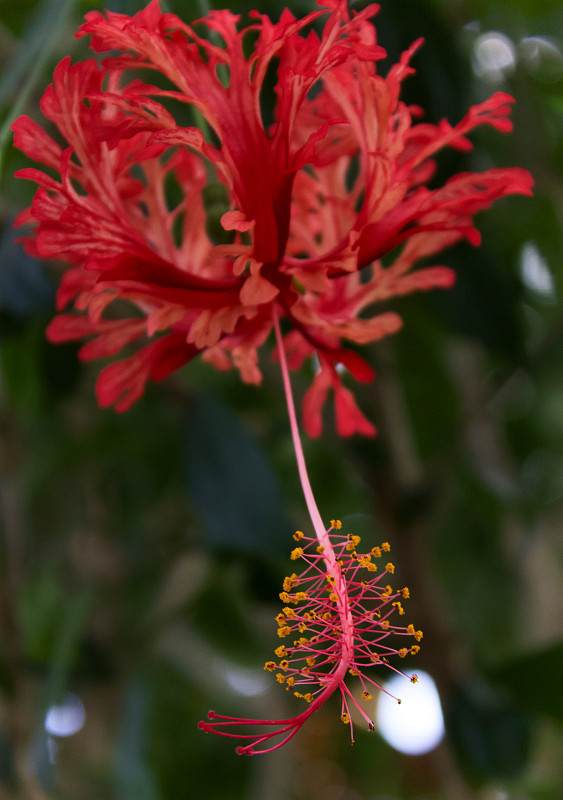 挂红芙蓉