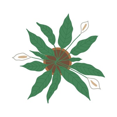 普西霍-25