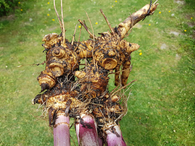 蜂斗菜;根，根状茎，岩质，杂交花;officinalis