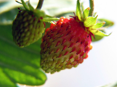 woodstrawberry