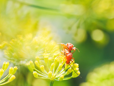 花园里草丛中的两只兵甲虫