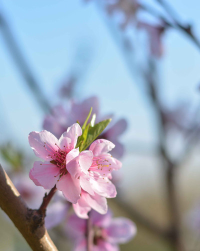 樱花