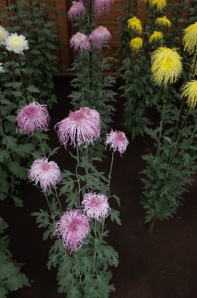 菊花-“伊色菊”白色和黄色