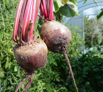 两个红色的甜菜从温室的土壤中取出。种植有机蔬菜，特写镜头