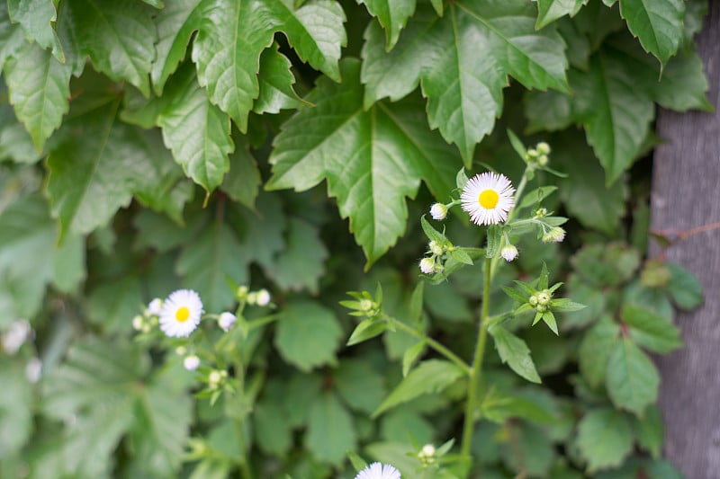 花园里的小花