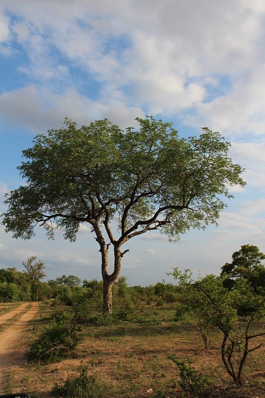 生长在Safari景观的树