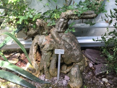 花和植物在温室或热带房子在植物园圣加尔，圣加伦-瑞士