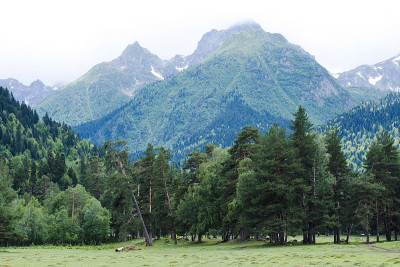 山的风景。高加索山脉四周都是松树。