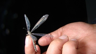 蚁蛉,成人阶段。
外来兽医，生物学家抱着一只蚂蚁狮子。
蚁狮的生命周期，阶段。
伪装的动物。
节肢动
