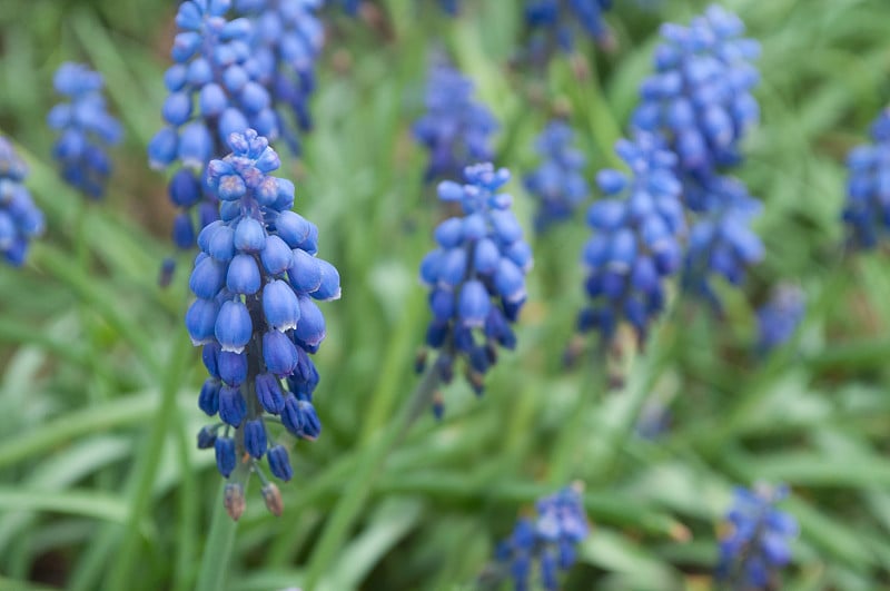 马斯卡里蓝花在花园里