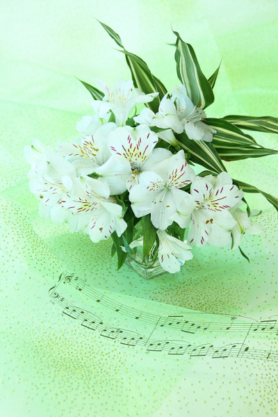 Alstroemeria
