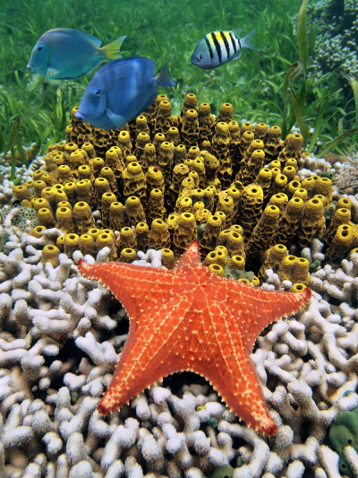 珊瑚礁中的海星和管状海绵