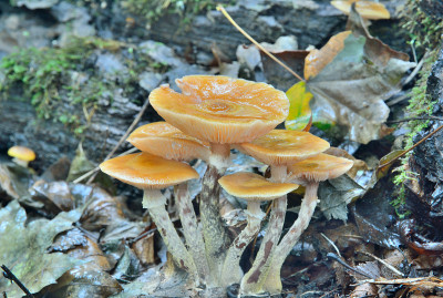 食用菌(Kuehneromyces mutabilis)