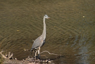 Blue Heron