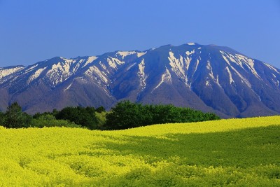 岩手山和油菜田