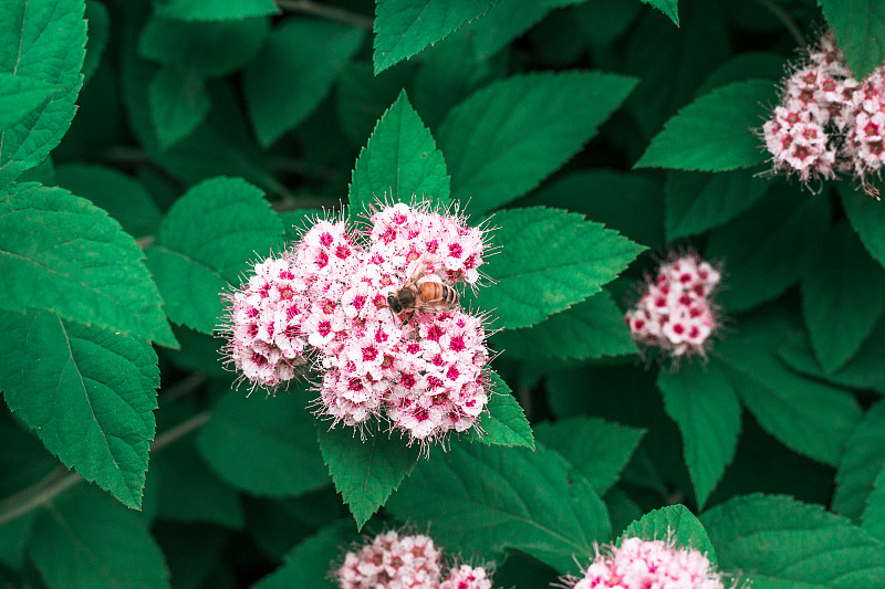 蜜蜂在看花