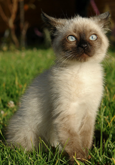 接缝小猫