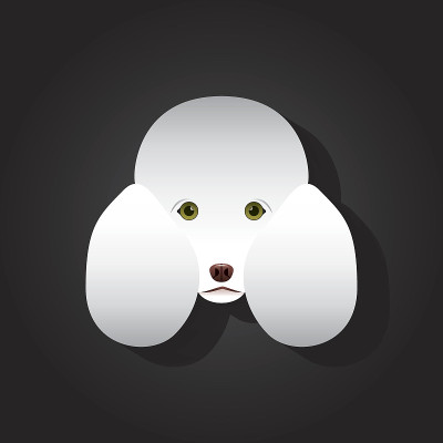 法国贵宾犬设计