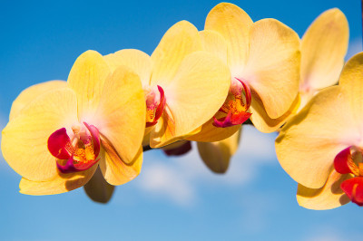 兰花黄花