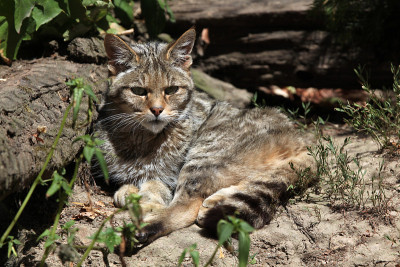 欧洲野猫(欧洲野猫)。