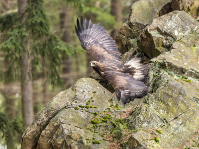 金鹰(Aquila Chrysaetos)在飞行中，在岩石的背景下旋转