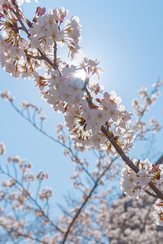 目黑樱花