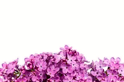 美丽的紫丁香丁香花孤立在白色的背景与副本空间问候信息