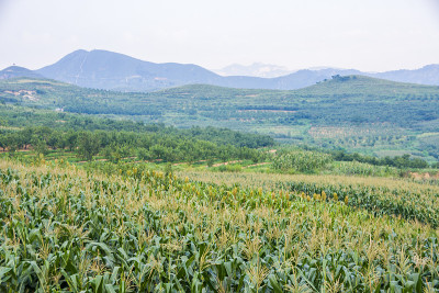 中国农村