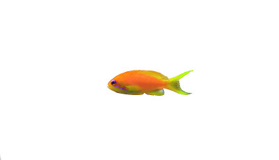 真素鱼- (Pseudanthias squamipinnis)