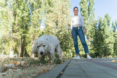 白色roan老英国可卡犬正在公园散步与主人年轻女人