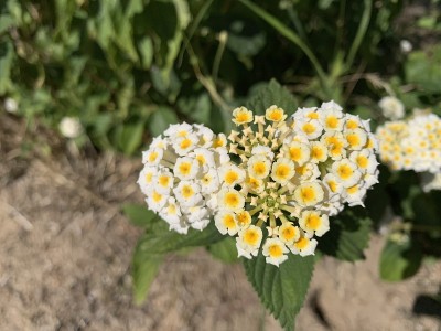 花园里的花