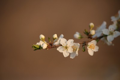 青梅花