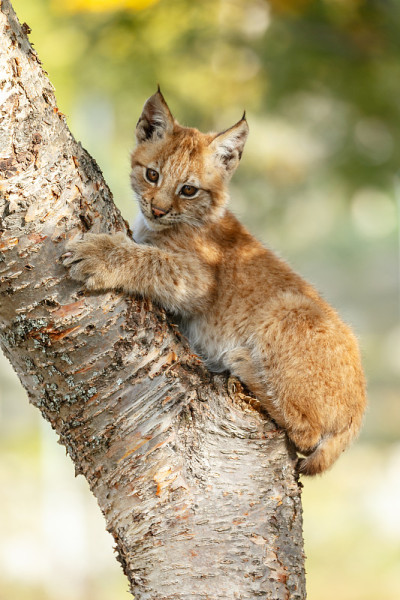 猞猁和幼崽