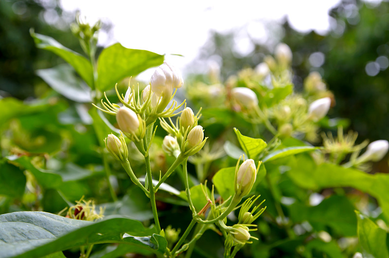 茉莉花