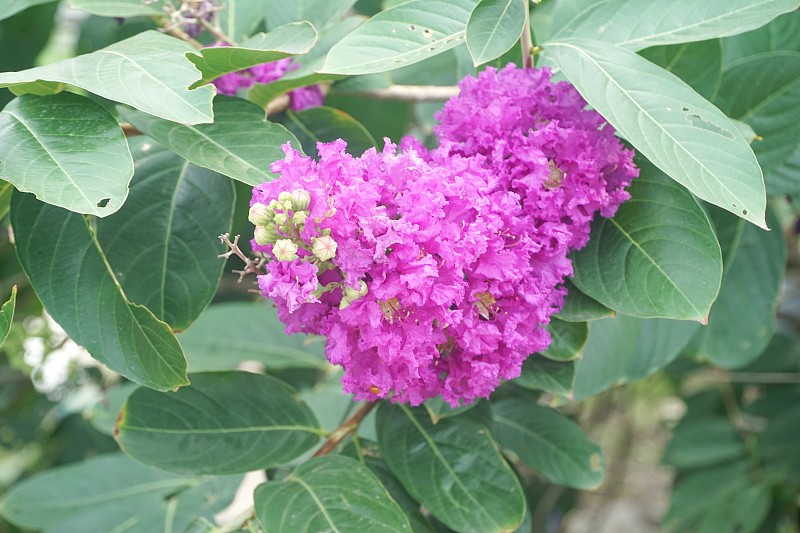 自然花园中的紫薇花