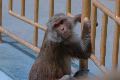 猴子在Swayambhunath