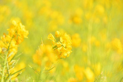 在川崎樱花的映衬下，油菜花绽放