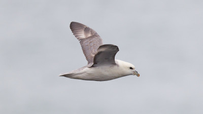 管鼻藿,Fulmarus glacialis