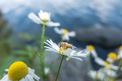 一只蜜蜂在海德湖岸边采集雏菊花蜜
