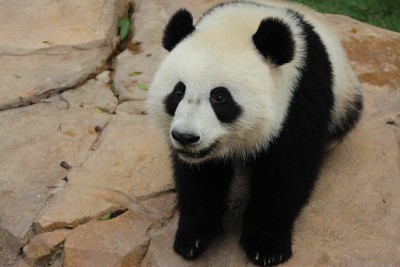 熊猫在中国