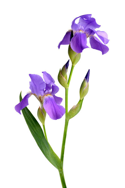 虹膜花