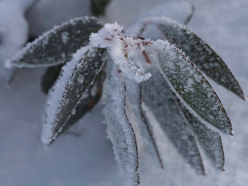 树叶被冰雪覆盖