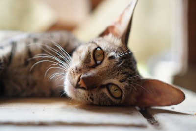 猫休息的特写-库存照片