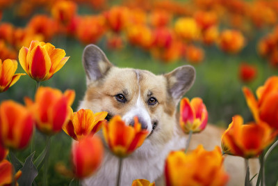 在春天阳光明媚的花园里，可爱的柯基犬坐在花坛上，花坛上有亮红色和黄色的郁金香，它正在闻着花香