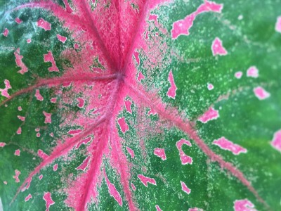花盆里叶子的图案