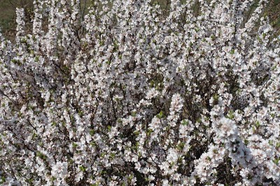4月份有大量的白花绒毛樱