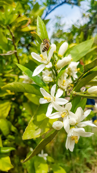 鲜橙树开花，柑桔果花